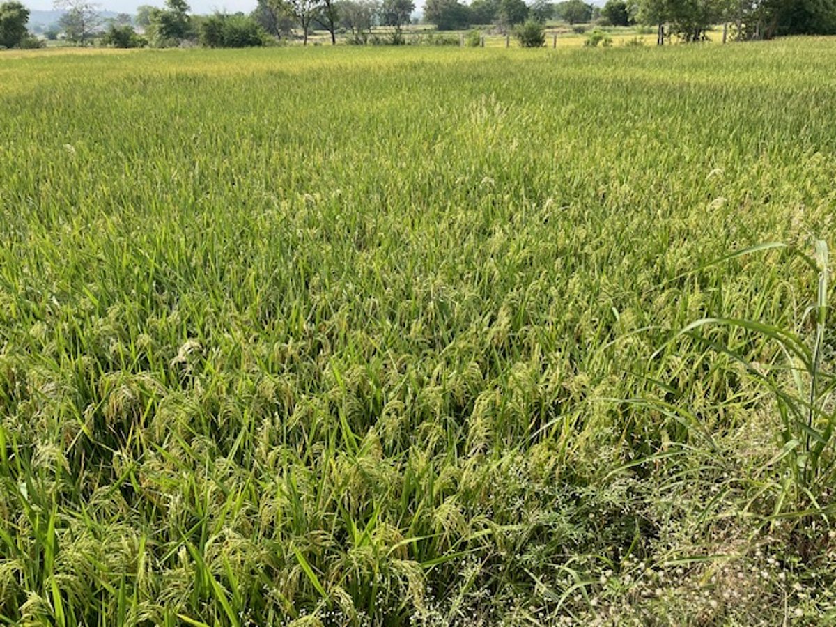 Reisfeld in Indien