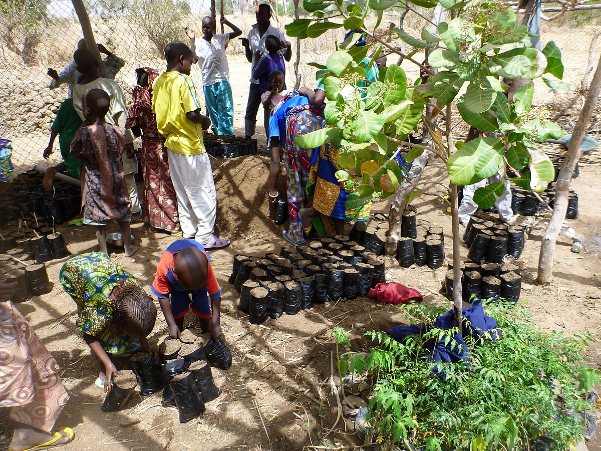 Eine Gruppe von Schülern hilft in Kamerun in einer Gärtnerei Erde in schwarze Pflanztüten zu füllen und Setzlinge einzusetzen