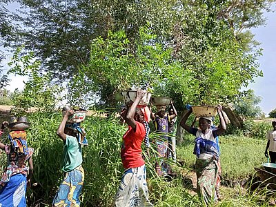 Mehrere Frauen tragen in Kamerun Wannen mit Setzlingen auf ihrem Kopf durch das Gebüsch